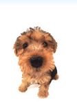 pic for Lakeland Terrier